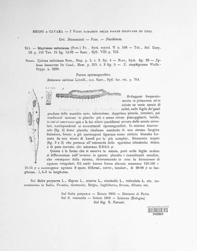 Rhytisma salicinum image